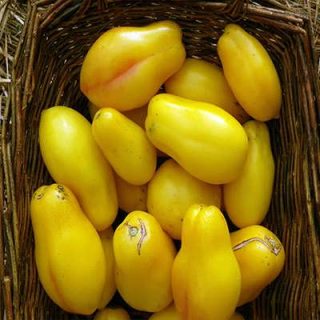 گوجه زیتونی زرد درختی در سبد