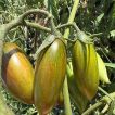 ساقه گوجه زیتونی ببری زرد درختی