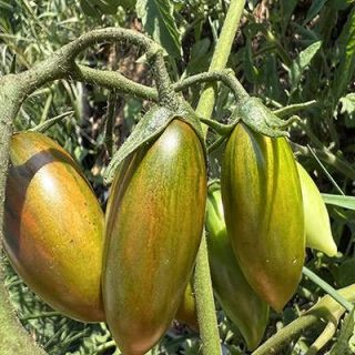 ساقه گوجه زیتونی ببری زرد درختی