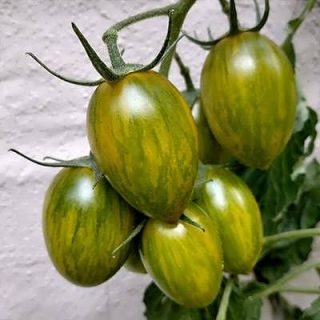 بوته گوجه زیتونی ببری زرد درختی