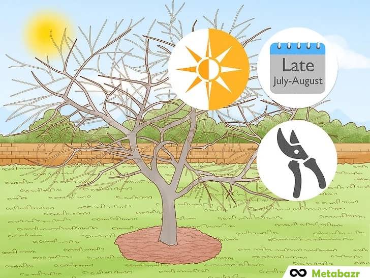 هرس تابستانه درخت گیلاس