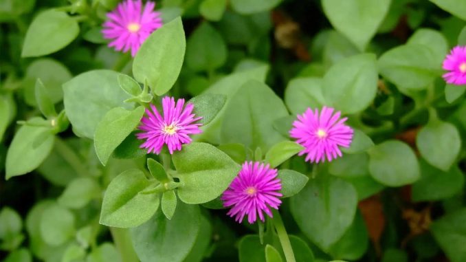 گل ناز یخی همراه گل زیبا