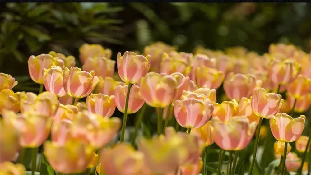 لاله اپریکات بیوتی