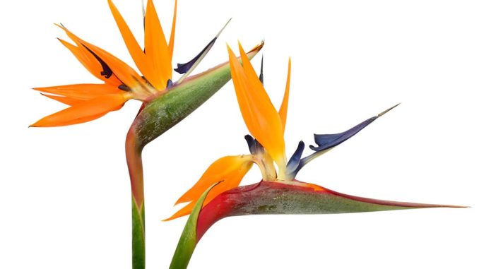 گیاه مرغ بهشتی