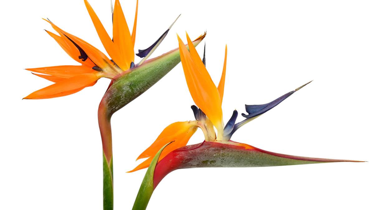 گیاه مرغ بهشتی