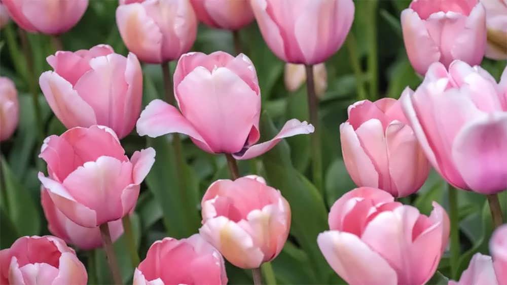 لاله های هیبرید داروین