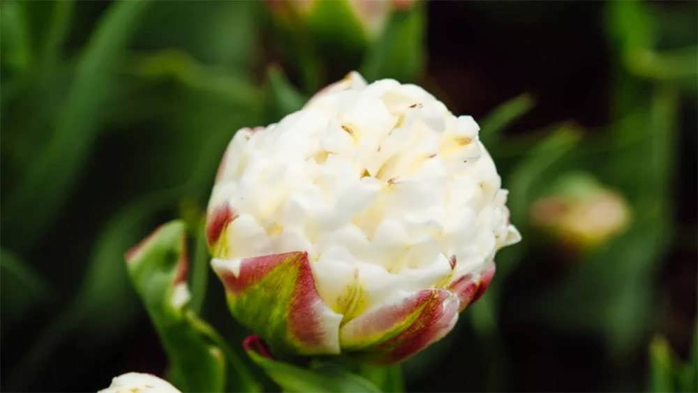 لاله بستنی پُرپَر