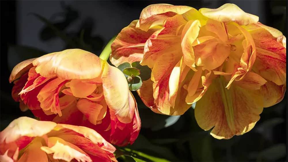 لاله سان لاور پُرپَر