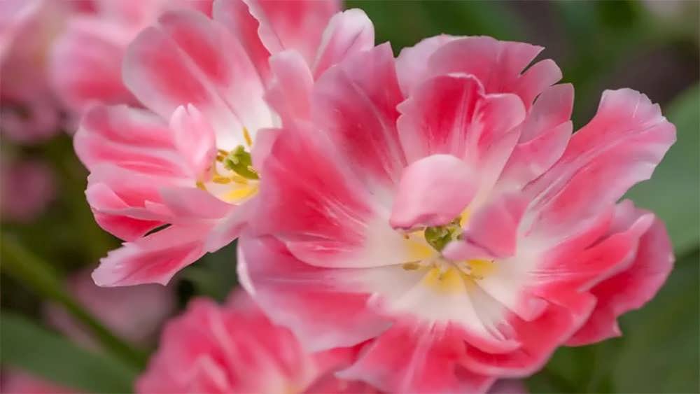 لاله های پُرپَر