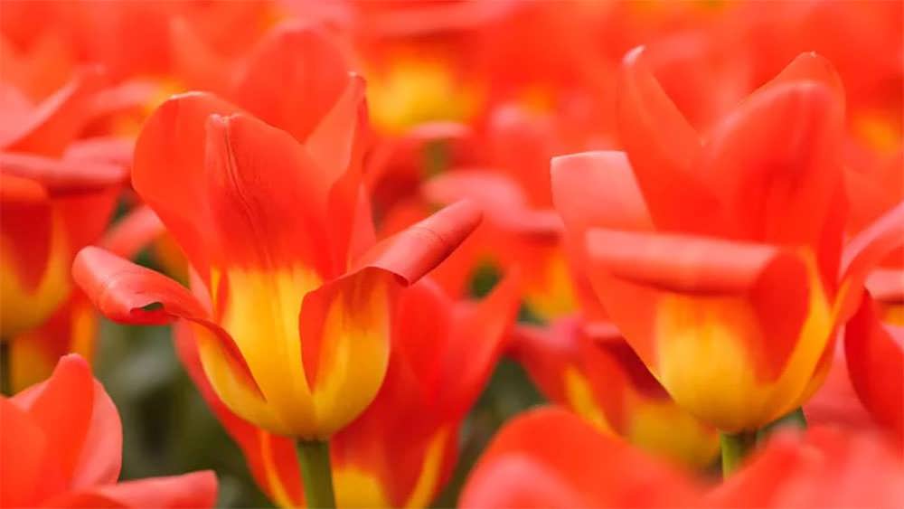 لاله های امپراطور