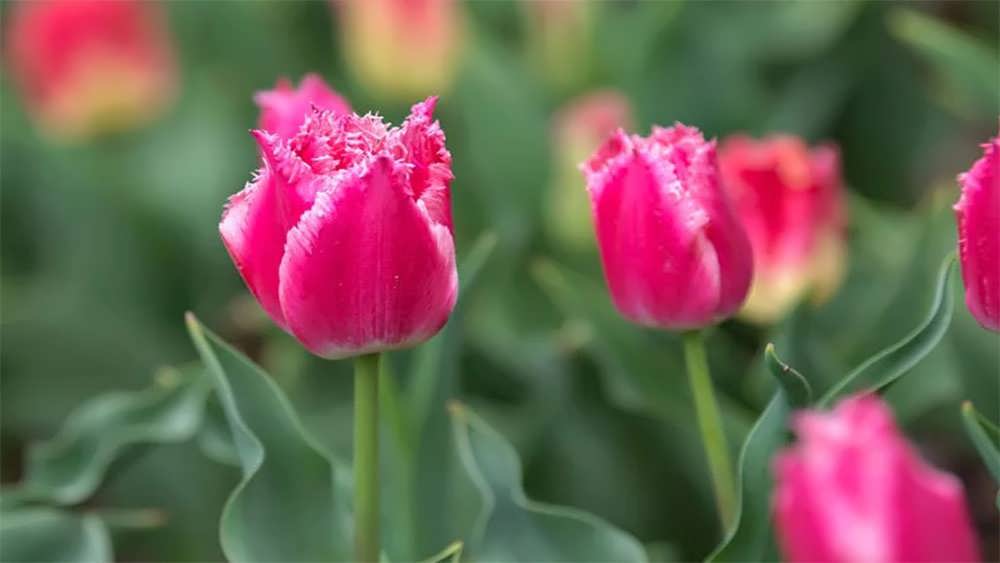 لاله های حاشیه دار