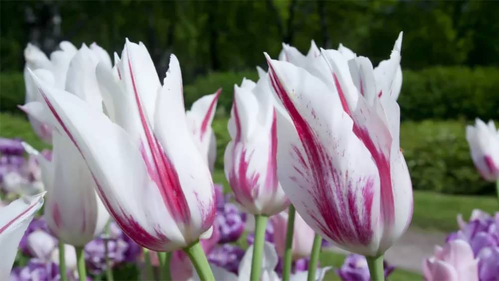 لاله گرند پرفکشن