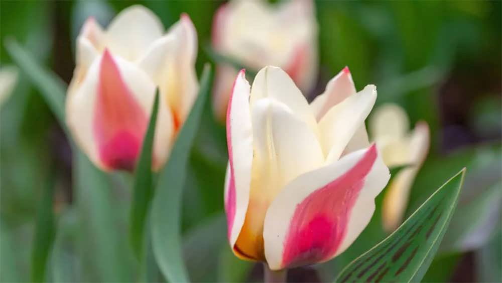 لاله های گریگی