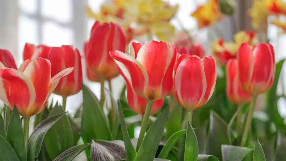 لاله های کافمانیانا