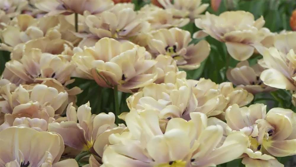 لاله لا بل اپوک