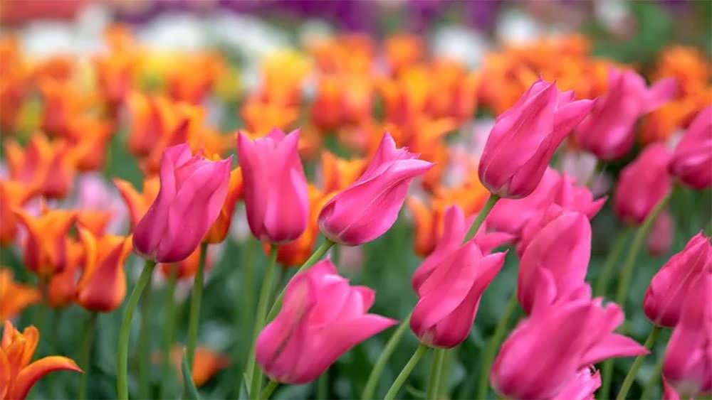 لاله های لیلیوم شکل