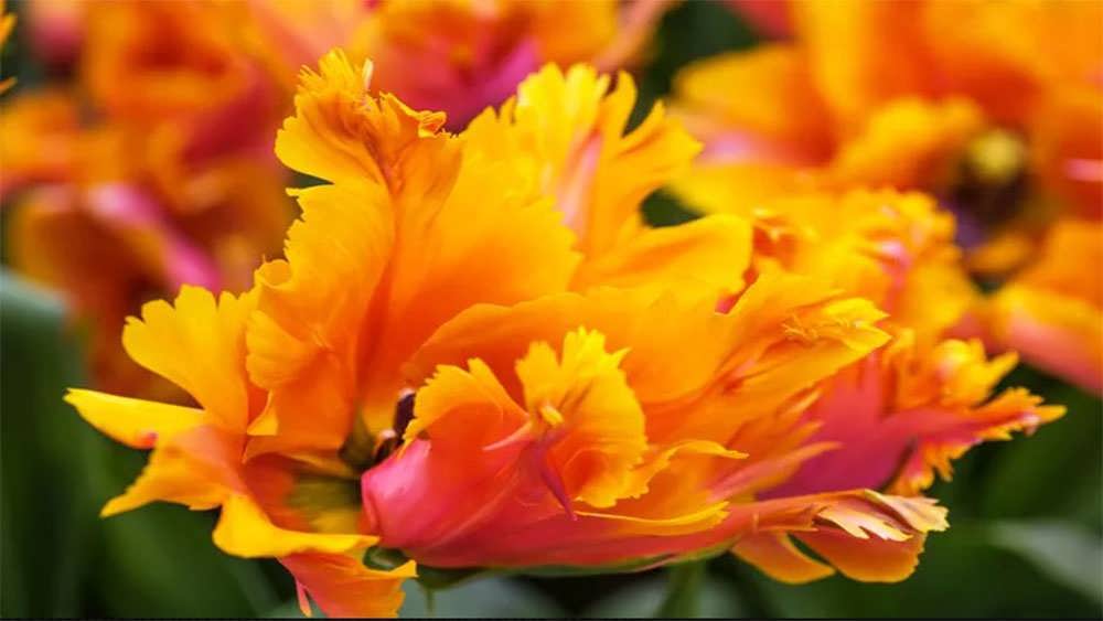 لاله های طوطی