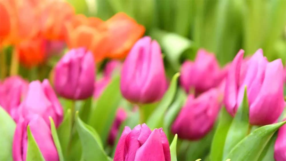 لاله شاهزاده بنفش