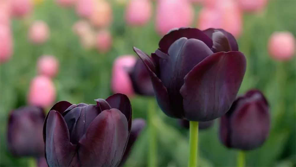 لاله ملکه شب