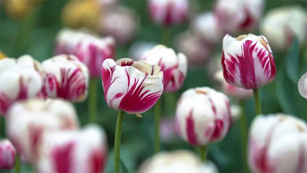 لاله های رامبراند