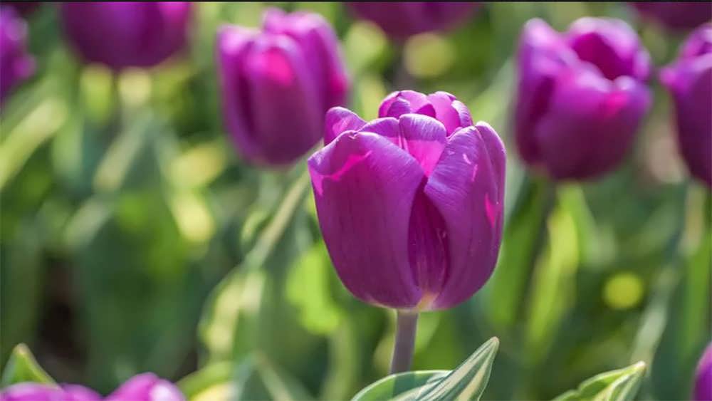 لاله های تک گلبرگ زودرس