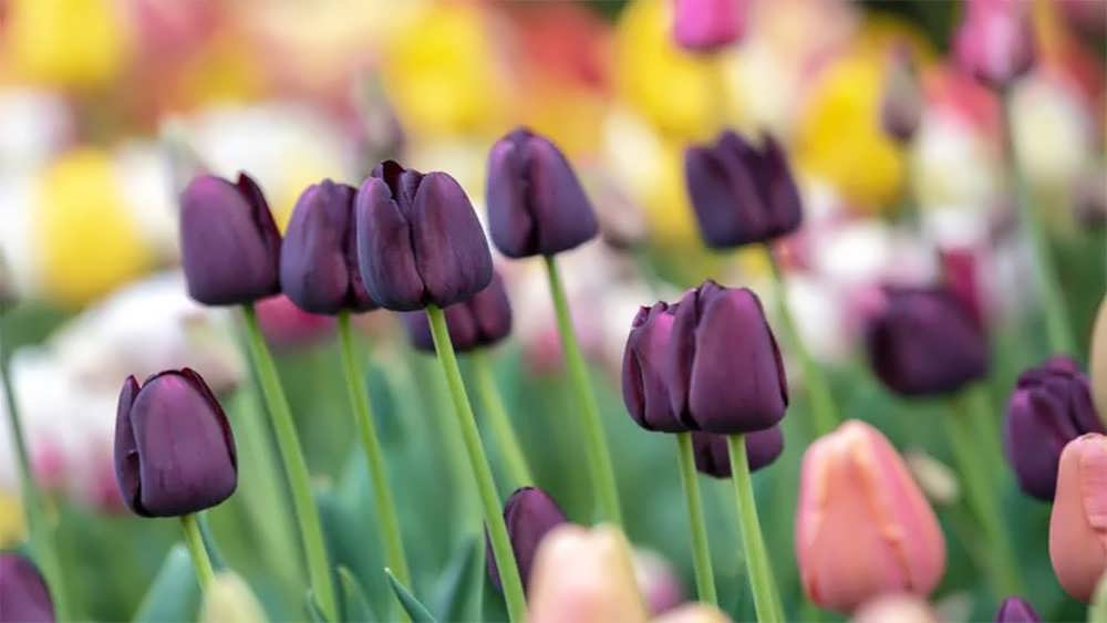 لاله های تک گلبرگ دیررس