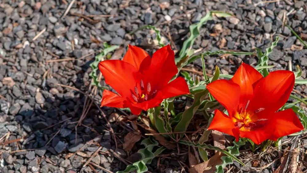 لاله های گونه