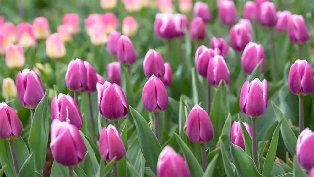 لاله های پیروزی