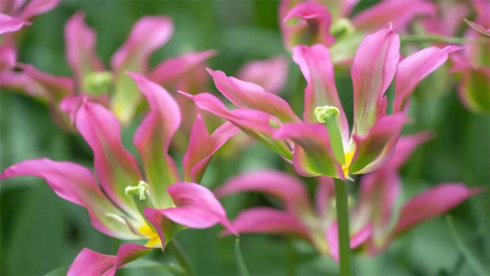 لاله های ویریدیفلورا