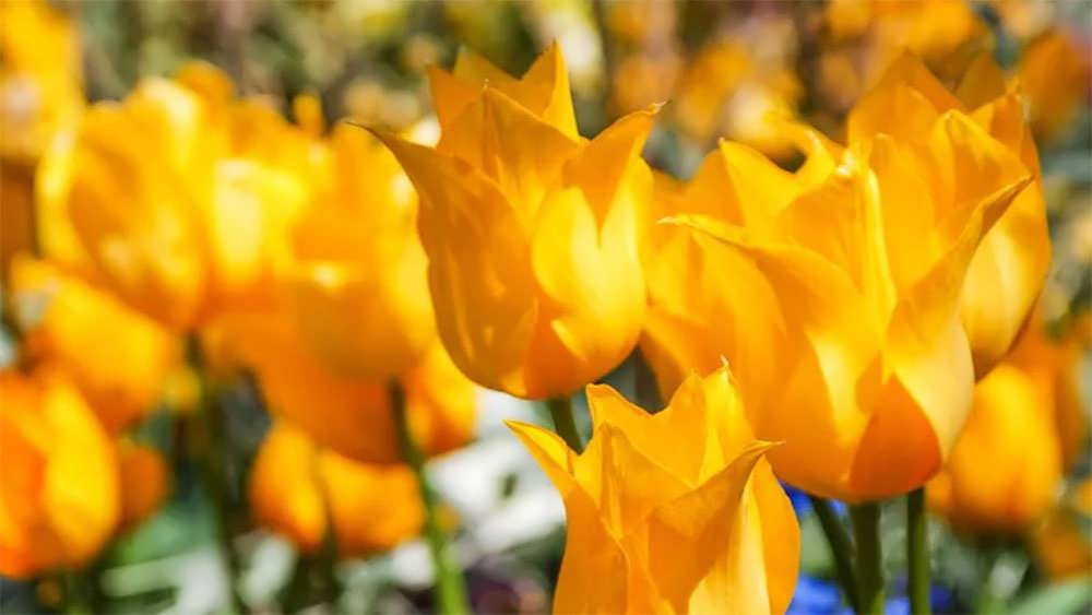 لاله یوکوهاما