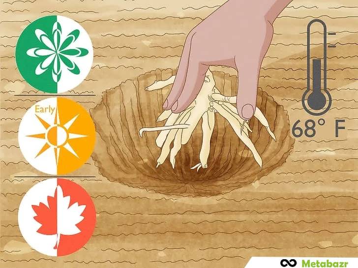 زمان مناسب کاشت