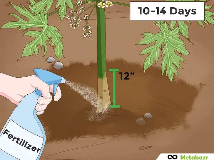 کوددهی هر دو هفته یک بار برای رشد پاپایا