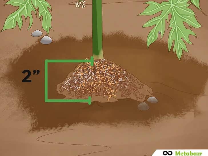 استفاده از مالچ 