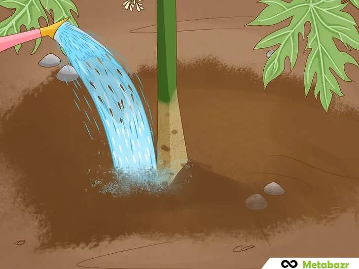 پر کردن خاک و آبیاری