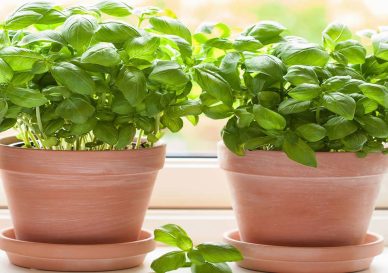 پس زمینه ریحان