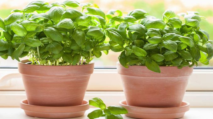 پس زمینه ریحان