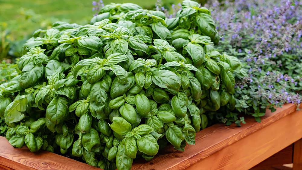 ریحان در باغ