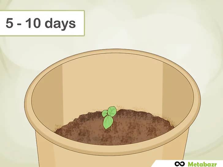 زمان جوانه زنی بذر ریحان