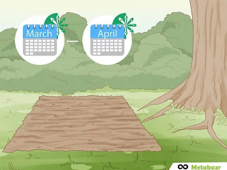 فصل کاشت لوبیا