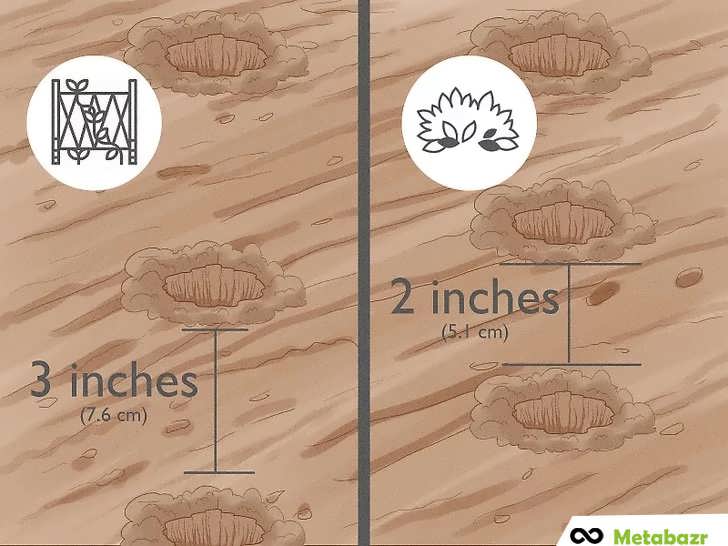 فاصله و عمق کاشت لوبیا