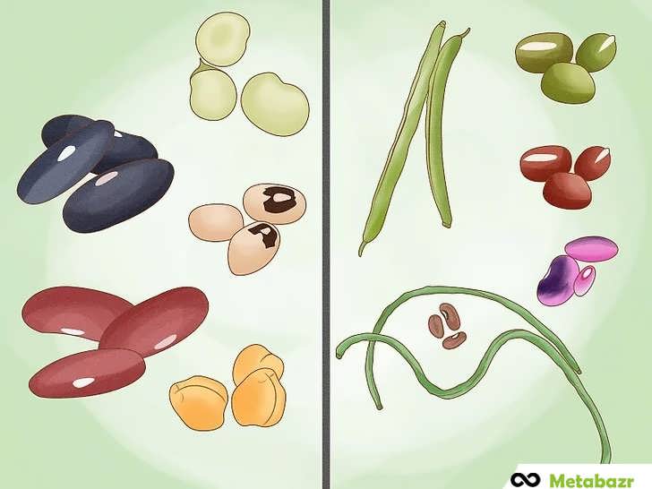 انواع لوبیا