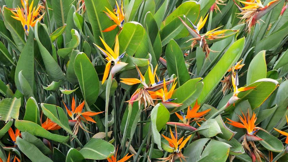 مرغ بهشتی زیبا