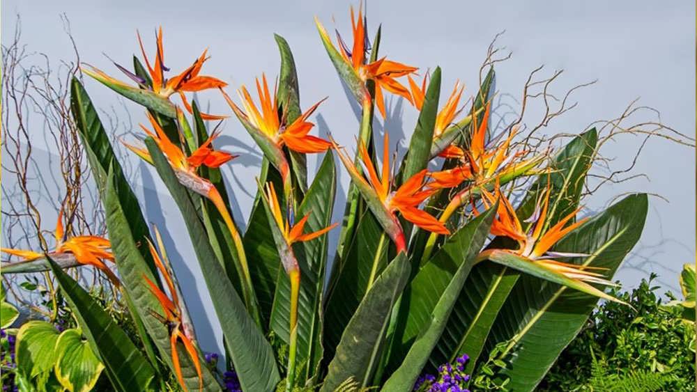 مرغ بهشتی در باغ