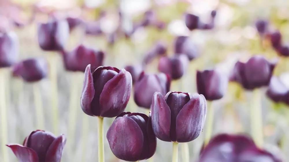 لاله بلو امابل