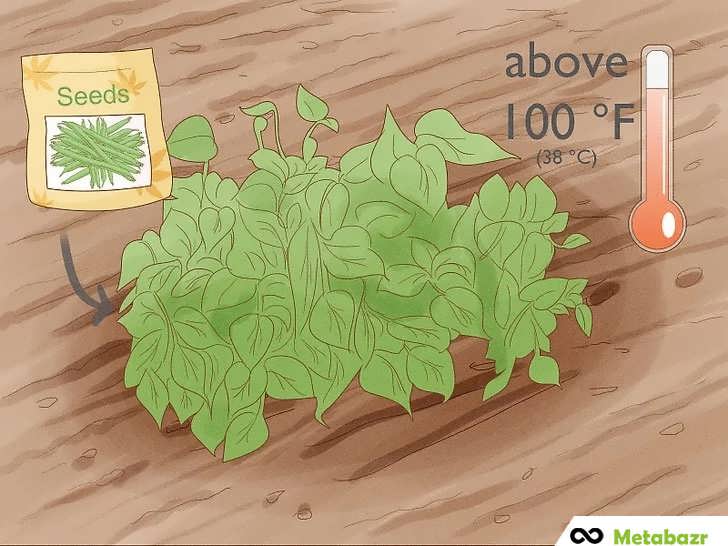 راهنمای کشت لوبیای بوته ای