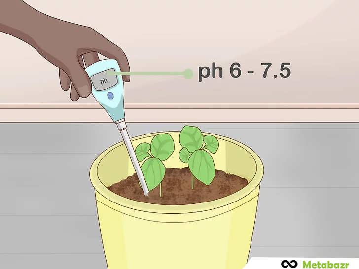 ماهی یک بار سطح pH گیاه را بررسی کنید
