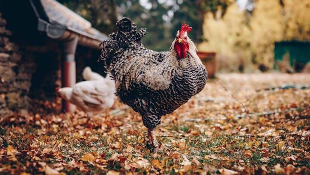 کود مرغی برای سبزیجات