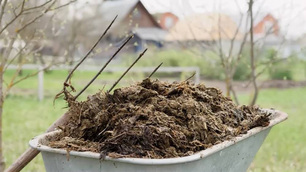 کود مرغی در باغ