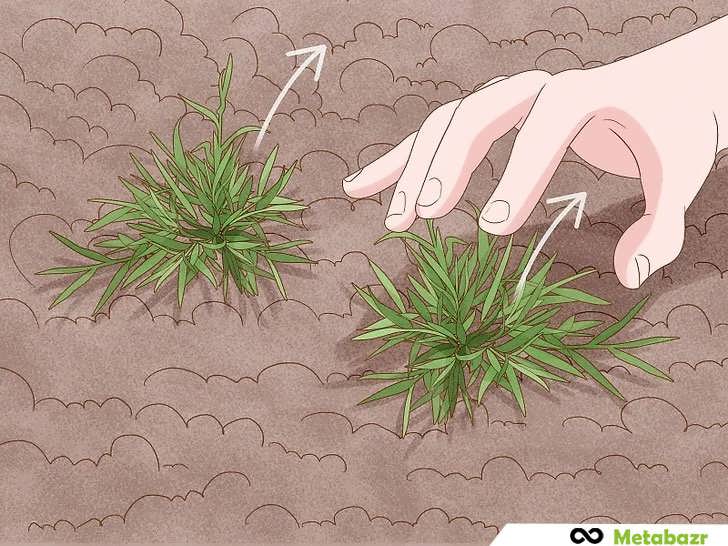 پاکسازی محل کاشت گردو