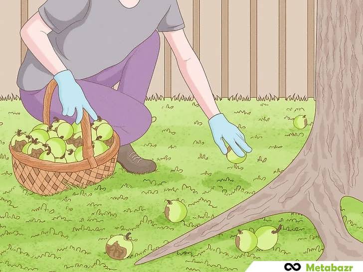 جمع آوری گردوهای افتاده